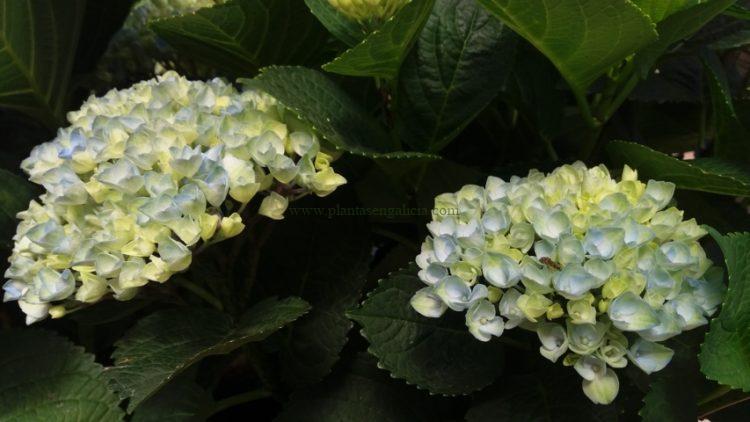 Hortensia Magical Revolution azul (Hydrangea Macrophylla Magical Four Seasons Revolution).